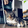 Royco participe au concours pour gagner de l'argent avec cette photo : accessories, animal, architecture, bag, bed, bedroom, cat, chair, furniture, handbag, hardwood, indoors, interiordesign, kitten, manx, person, pet, room, stainedwood, wood