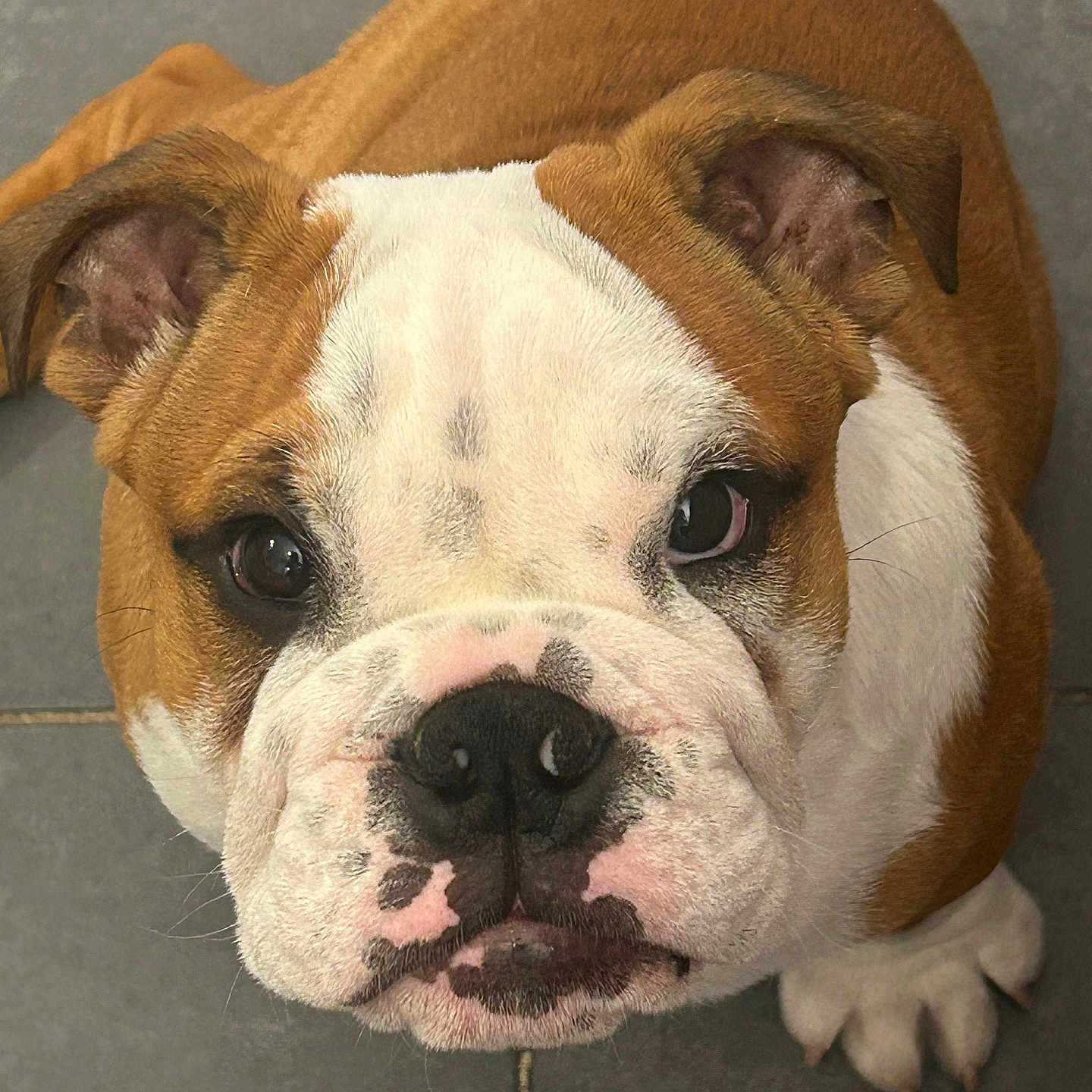Aleister participe au concours pour gagner de l'argent avec cette photo : animal, black_nose, brown, bulldog, close_up, companion, cute, dog, ears, face, floor, looking_up, muzzle, pet, puppy, sitting, tile, white, wrinkles, young