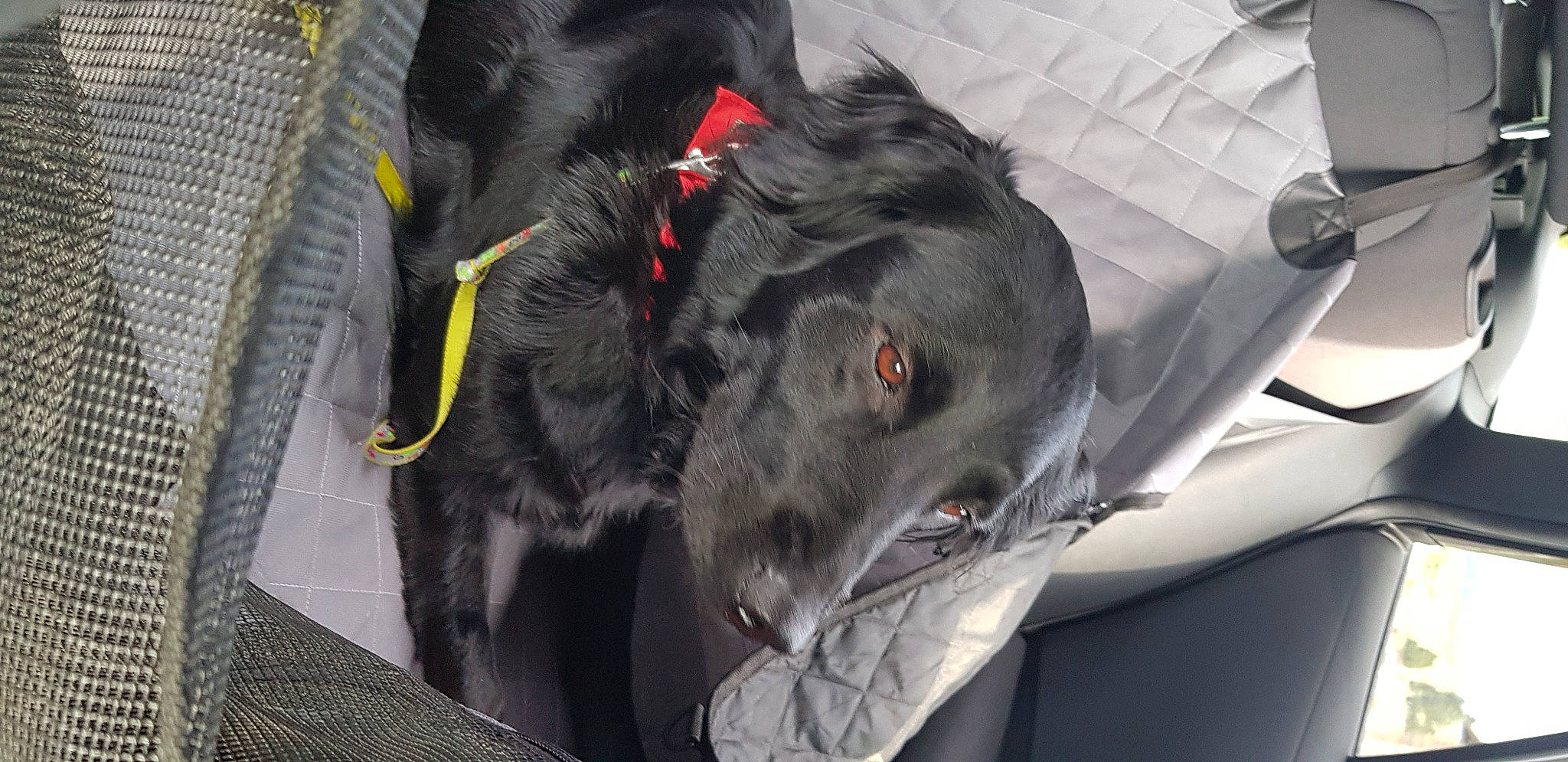 Vicky a rejoint le concours — aidez-le/la à gagner de superbes lots ! borador, canidae, carnivore, collar, companion_dog, dog, dog_breed, dog_collar, fur, guard_dog, non_sporting_group, personal_luxury_car, retriever, snout, sporting_group, vehicle, vehicle_door, waste_container, windshield, working_animal