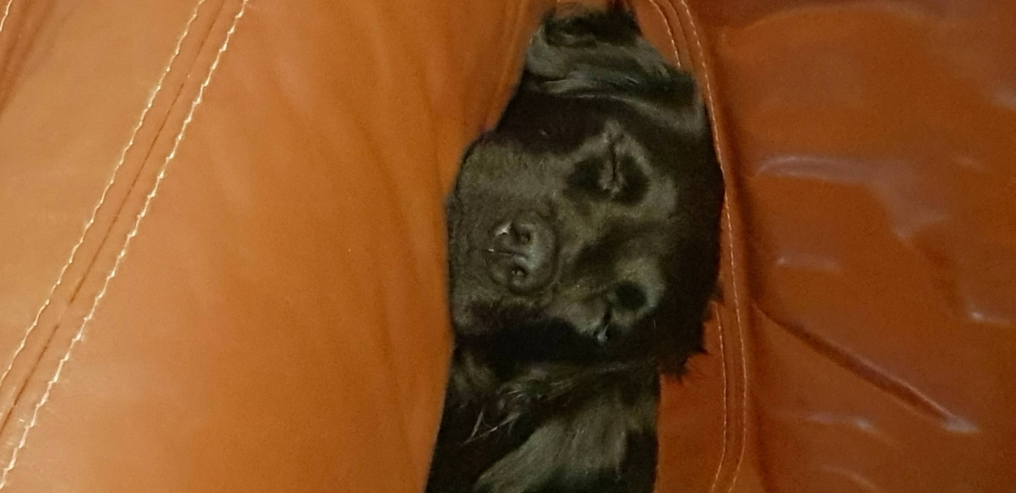 Vicky a rejoint le concours — aidez-le/la à gagner de superbes lots ! canidae, carnivore, claw, common_chimpanzee, dog_breed, fur, liver, primate, sculpture, snout, sporting_group, tail, terrestrial_animal, vertebrate, wildlife, wood, wrinkle