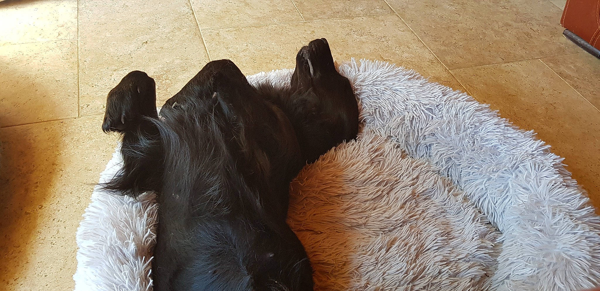 Vicky a rejoint le concours — aidez-le/la à gagner de superbes lots ! bovine, canidae, comfort, dog_breed, fawn, flooring, fur, gesture, grass, liver, livestock, mammal, pack_animal, snout, sporting_group, tail, terrestrial_animal, wildlife, wood, working_animal