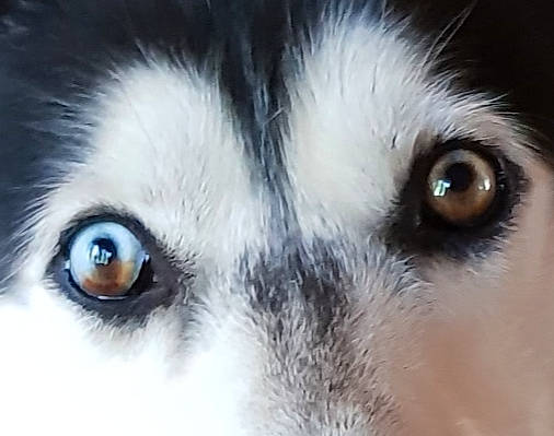 Ganja participe au concours pour gagner de l'argent avec cette photo : canidae, carnivore, companion_dog, dog, dog_breed, ear, eye, eyelash, fur, head, iris, macro_photography, nose, snout, sporting_group, terrestrial_animal, whiskers, wildlife, winter, working_dog