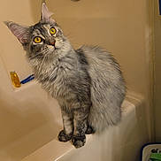 Eleven is registered to the contest to win money with this photo: cat, fluffy, gray_cat, long_hair, pet, animal, yellow_eyes, whiskers, ears, sitting, bathtub, bathroom, mop, indoor, portrait, fur, tabby, curious, cute, photography