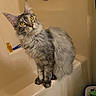 cat, fluffy, gray_cat, long_hair, pet, animal, yellow_eyes, whiskers, ears, sitting, bathtub, bathroom, mop, indoor, portrait, fur, tabby, curious, cute, photography