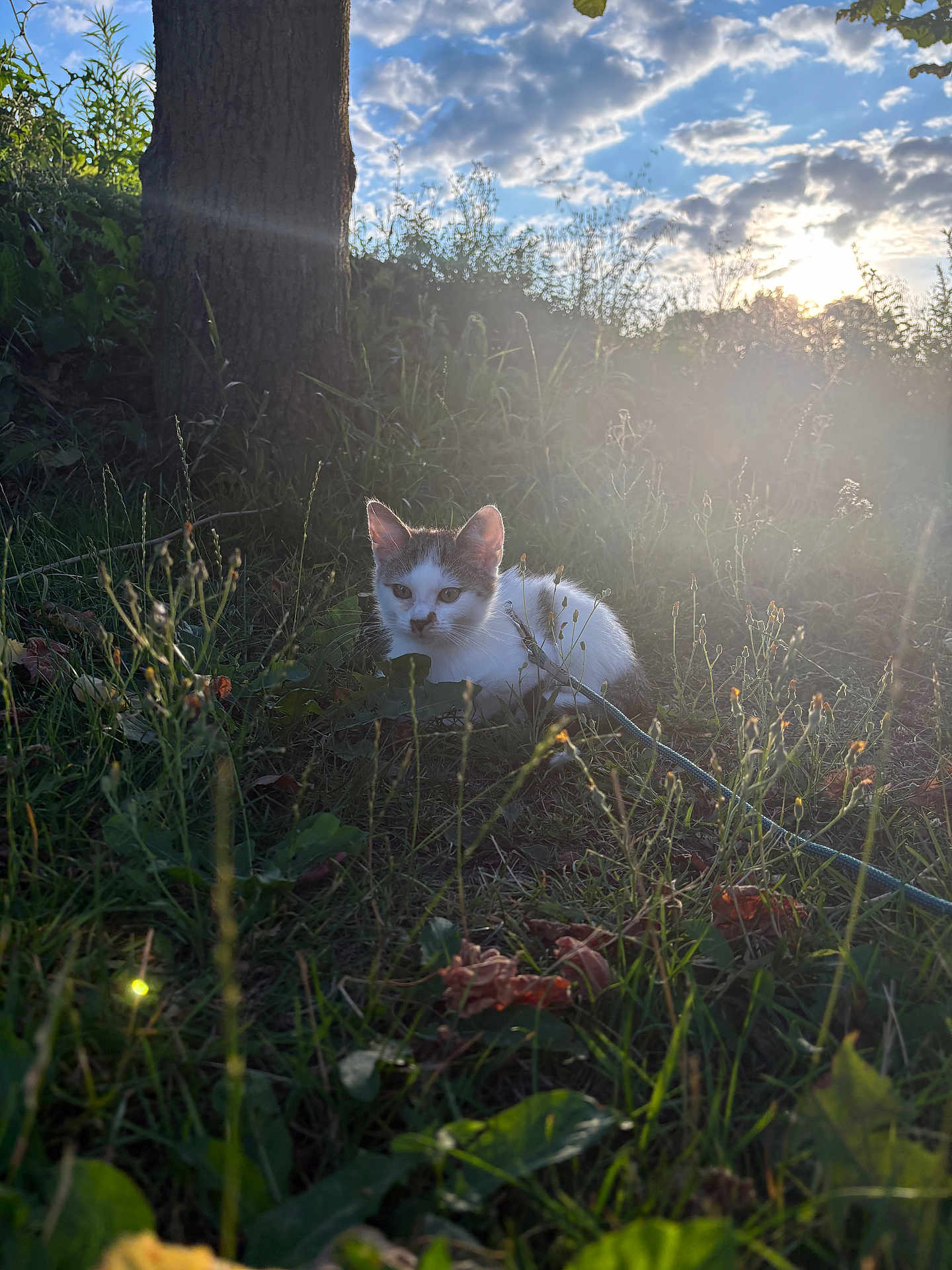 Ninja a rejoint le concours — aidez-le/la à gagner de superbes lots ! kitten, cat, grass, tree, sunlight, nature, outdoor, animal, pet, flora, wildflowers, sunflare, daylight, young, feline, curious, greenery, field, countryside, peaceful