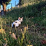 Ninja participe au concours pour gagner de l'argent avec cette photo : cat, kitten, grass, outdoor, nature, tree, leaves, sunlight, blue_sky, wild_plants, fence, animal, young_cat, sitting, greenery, daylight, pet, small_animal, curious, quiet