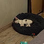 Ninja a rejoint le concours — aidez-le/la à gagner de superbes lots ! kitten, sleeping, pet_bed, fluffy, wooden_floor, toy, indoor, cozy, feline, resting, small_cat, white_and_gray, corner, quiet, peaceful, domestic, animal, cute, young, relaxed