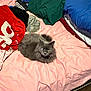 Ruby joined the competition — help win amazing prizes! cat, gray_cat, bed, pink_bedspread, pillow, blanket, fur, pet, indoor, cozy, resting, animal, feline, one_eye, fluffy, soft, comfort, household, relaxed, sleepy