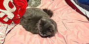 Ruby is registered to the contest to win money with this photo: cat, gray_cat, bed, blanket, pillow, sleeping, fur, cozy, indoors, pet, resting, pink, blue_pillow, green_pillow, red_blanket, furniture, soft, domestic_animal, animal, relaxation