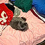 Ruby joined the competition — help win amazing prizes! cat, bed, blanket, pillow, gray_cat, indoor, cozy, sleeping, fur, pet, messy_bed, fabric, resting, domestic_animal, soft, comfort, relaxation, pink_bedspread, home, animal