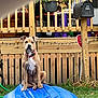 dog, outdoor, backyard, kayak, blue, wooden_fence, mailbox, grass, plant, collar, leash, pet, animal, sitting, daytime, house, wood, garden, security_sign, nature