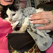 Whisky is registered to the contest to win money with this photo: animal, black_and_white, blanket, cat, cozy, cuddling, domestic, face, fur, hand, indoor, kitten, nail_polish, person, pet, pink_shirt, polka_dot, resting, ring, tattoo