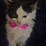 Whisky joined the competition — help win amazing prizes! animal, black_and_white, bow_tie, cat, close_up, cute, domestic_cat, ears, feline, fluffy, indoor, kitten, pet, pink, portrait, resting, sleepy, soft_blanket, whiskers, young