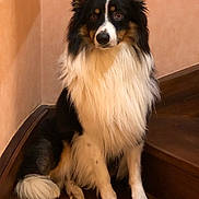 Jazz a rejoint le concours — aidez-le/la à gagner de superbes lots ! dog, pet, animal, border_collie, sitting, stairs, fur, black, white, brown, indoors, wood, wall, portrait, looking, canine, ears, tail, paw, calm