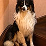 dog, pet, animal, border_collie, sitting, stairs, fur, black, white, brown, indoors, wood, wall, portrait, looking, canine, ears, tail, paw, calm