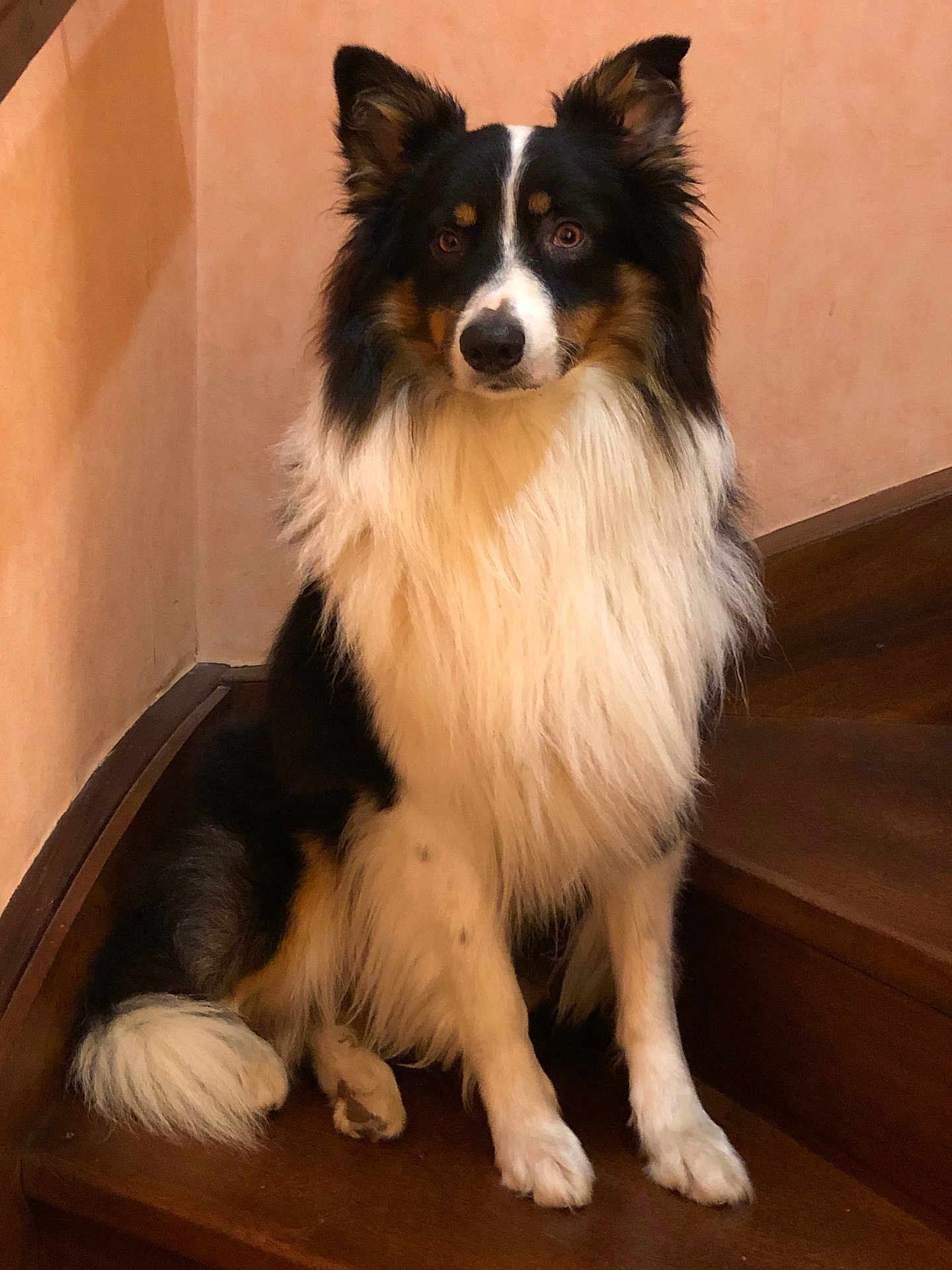 Jazz a rejoint le concours — aidez-le/la à gagner de superbes lots ! dog, pet, animal, border_collie, sitting, stairs, fur, black, white, brown, indoors, wood, wall, portrait, looking, canine, ears, tail, paw, calm