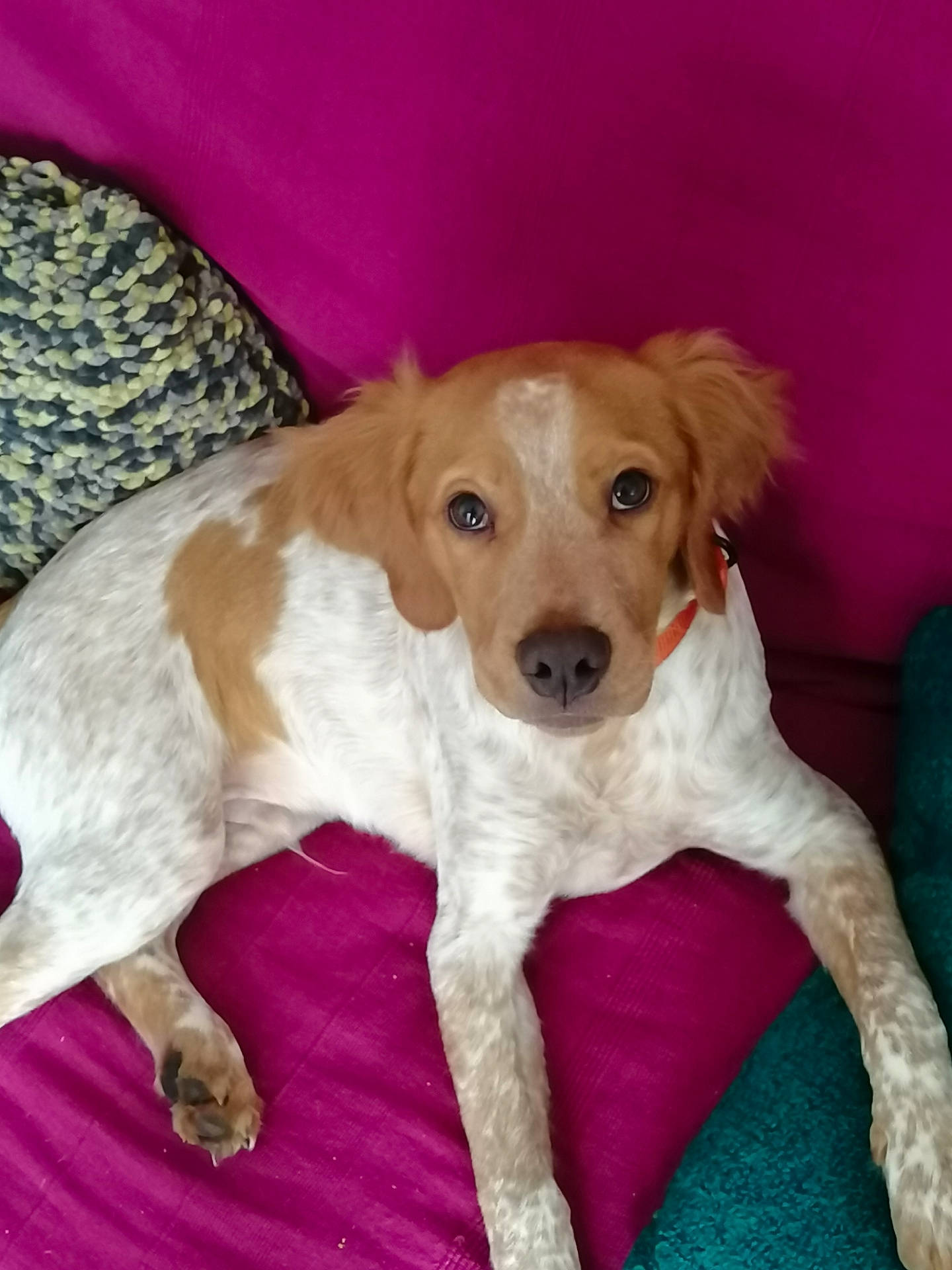 Phalco participe au concours pour gagner de l'argent avec cette photo : brittany, canidae, carnivore, companion_dog, dog, dog_breed, fawn, kooikerhondje, mammal, puppy, rare_breed_dog, spaniel, sporting_group, vertebrate