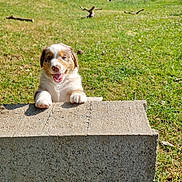 Adoc a rejoint le concours — aidez-le/la à gagner de superbes lots ! puppy, dog, grass, outdoor, sunlight, concrete_block, happy, playful, nature, smiling, young_dog, pet, animal, greenery, daylight, cute, fence, tree, yard, fun