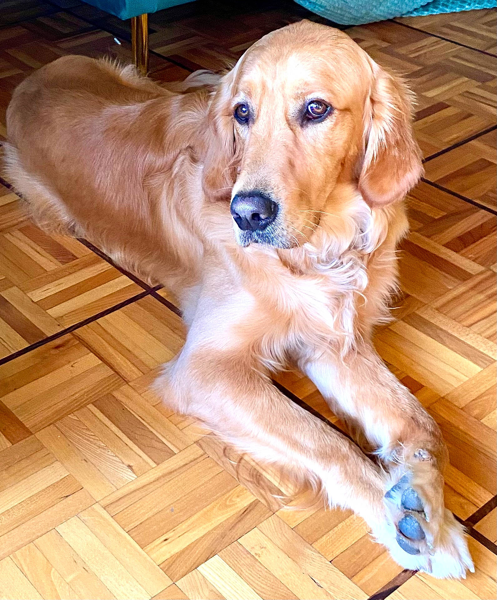 Zack a rejoint le concours — aidez-le/la à gagner de superbes lots ! blue, carnivore, companion_dog, dog, dog_breed, fawn, floor, flooring, gun_dog, hardwood, laminate_flooring, liver, plank, plant, varnish, whiskers, wood, wood_flooring, wood_stain, working_animal