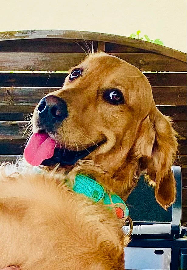 Zack participe au concours pour gagner de l'argent avec cette photo : canidae, carnivore, collar, companion_dog, dog, dog_breed, dog_collar, dog_supply, fawn, fur, gun_dog, leash, liver, pet_supply, puppy, retriever, snout, sporting_group, whiskers, working_animal