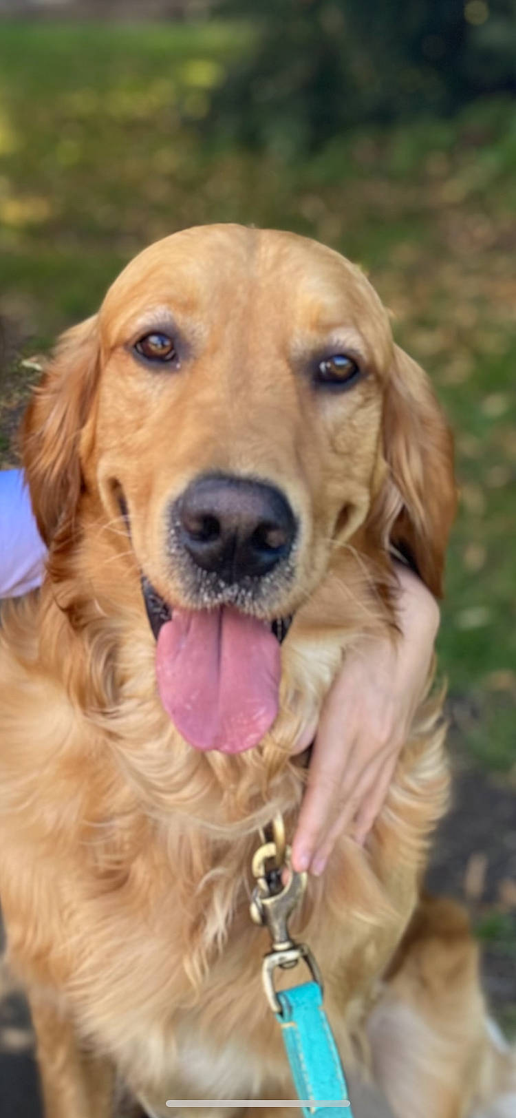Zack participe au concours pour gagner de l'argent avec cette photo : canidae, carnivore, companion_dog, dog, dog_breed, eye, fawn, fur, grass, gun_dog, hunting_dog, liver, plant, retriever, snout, sporting_group, whiskers, working_animal, working_dog