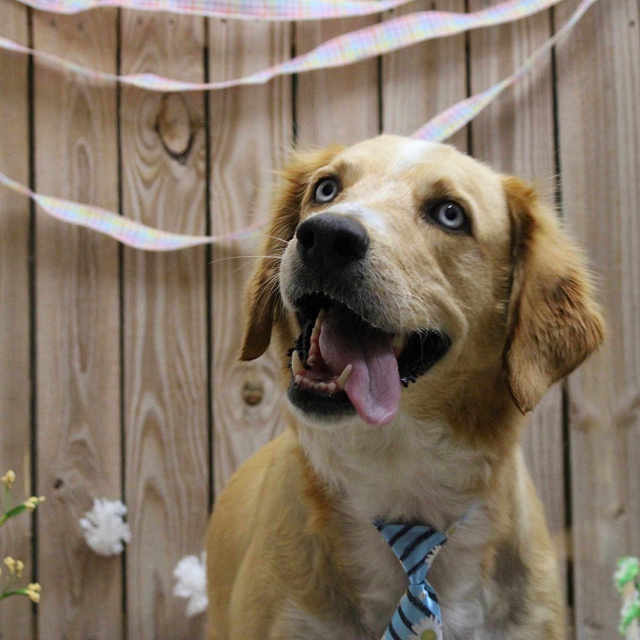 Rufus is registered to the contest to win money with this photo: accessories, animal, canine, dog, formalwear, goldenretriever, herbal, herbs, hound, indoors, interiordesign, labradorretriever, leash, pet, plant, pottedplant, puppy, strap, tie, wood