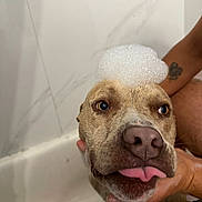 Ares is registered to the contest to win money with this photo: dog, bath, foam, bubbles, tongue, pet, animal, wet, head, face, paw, human_hand, skin, expression, playful, cute, indoor, marble_wall, bathtub, relaxed