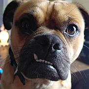 Karmel joined the competition — help win amazing prizes! animal, black_nose, brown_fur, canine, close_up, companion, cute, dog, domestic, ears, expression, face, friendly, indoor, indoor_lighting, pet, portrait, snout, teeth, whiskers