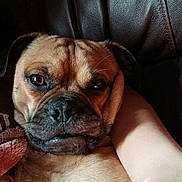 Karmel joined the competition — help win amazing prizes! dog, close_up, brown_dog, leather_couch, indoor, pet, face, expression, cuddle, arm, resting, canine, snout, fur, portrait, companion, animal, domestic_animal, friendship, relaxation