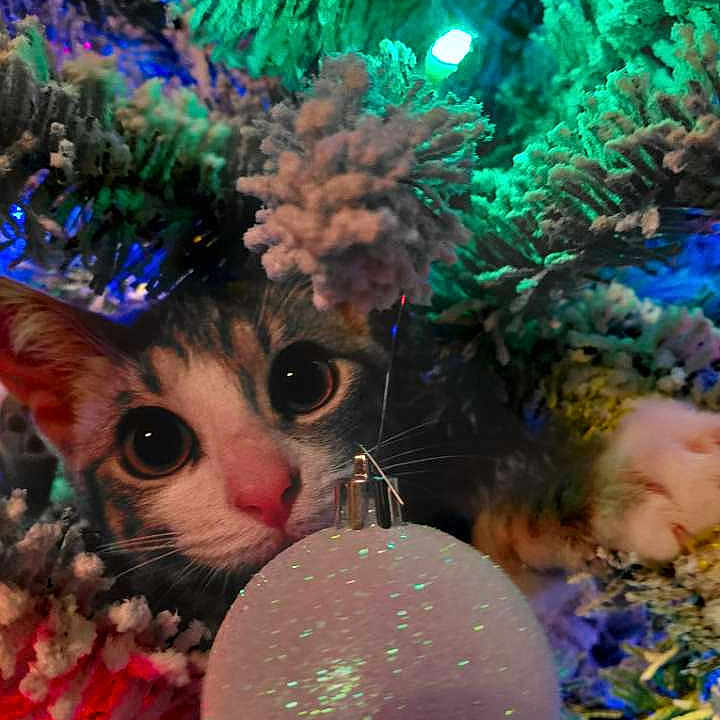 Kuchi joined the competition — help win amazing prizes! animal, cat, celebration, christmas, christmas_tree, closeup, colorful, curious, cute, decorations, feline, festive, glowing, holiday_lights, indoor, ornament, pet, playful, snowy_branches, winter
