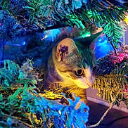 Kuchi is registered to the contest to win money with this photo: cat, christmas_tree, holiday_lights, curious, indoor, festive, colorful, branches, pet, animal, feline, decorations, close_up, playful, holiday, tree, whiskers, ears, paw, soft_lighting