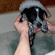 Jackal is registered to the contest to win money with this photo: puppy, dog, bath, bubbles, soap, hands, bathtub, wet, black_and_white, cute, pet, animal, indoor, cleaning, foamy, splash, young, small, care, washing
