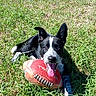 animal, black_and_white, canine, cute, daylight, dog, ears_up, field, football, grass, grass_field, happy, lying_down, mammal, nature, outdoor, pet, playful, sunny, tongue_out
