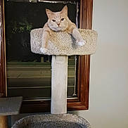 Baby is registered to the contest to win money with this photo: animal, carpeted, cat, cat_tree, cute, domestic, feline, furniture, house, indoor, looking, night, orange_cat, paws, pet, relaxed, resting, room, window, wood_frame