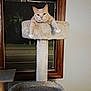 animal, carpeted, cat, cat_tree, cute, domestic, feline, furniture, house, indoor, looking, night, orange_cat, paws, pet, relaxed, resting, room, window, wood_frame