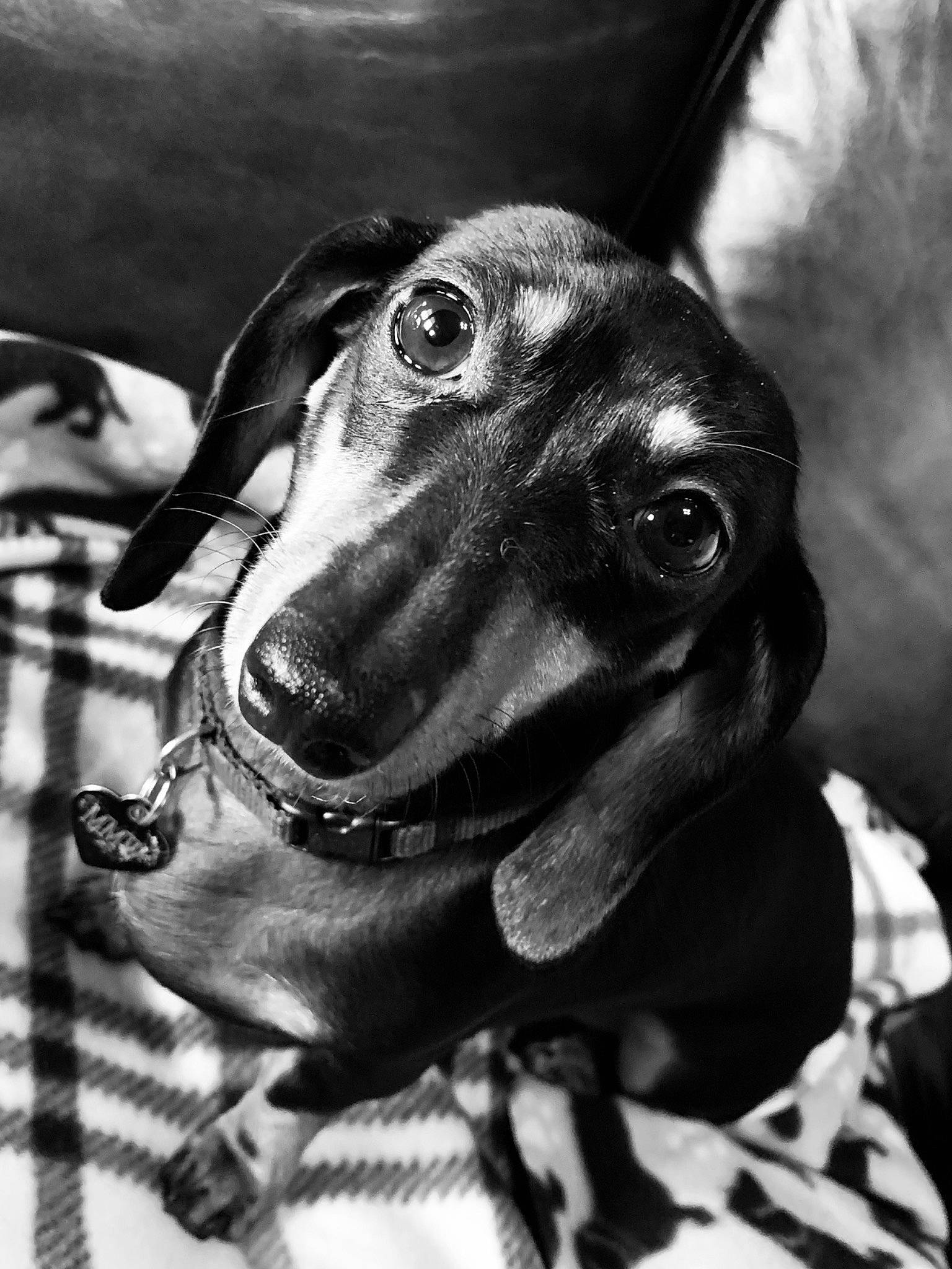 Maci is registered to the contest to win money with this photo: black_and_white, canidae, carnivore, dachshund, dog, dog_breed, ear, hound, monochrome, nose, photography, snout, sporting_group, style, whiskers