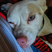 Bella is registered to the contest to win money with this photo: dog, close_up, sleepy, resting, fur, nose, pet, animal, soft_texture, relaxed, indoor, collar, face, whiskers, blue_eye, light, shadow, comfort, cuddle, companion
