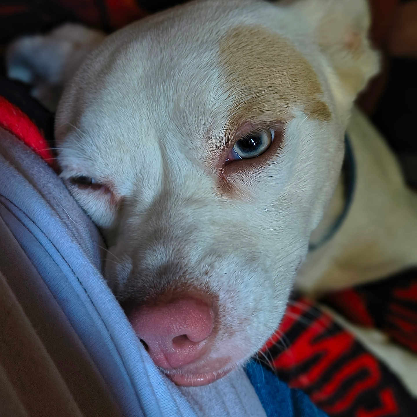 Bella is registered to the contest to win money with this photo: animal, blue_eye, close_up, collar, comfort, companion, cuddle, dog, face, fur, indoor, light, nose, pet, relaxed, resting, shadow, sleepy, soft_texture, whiskers