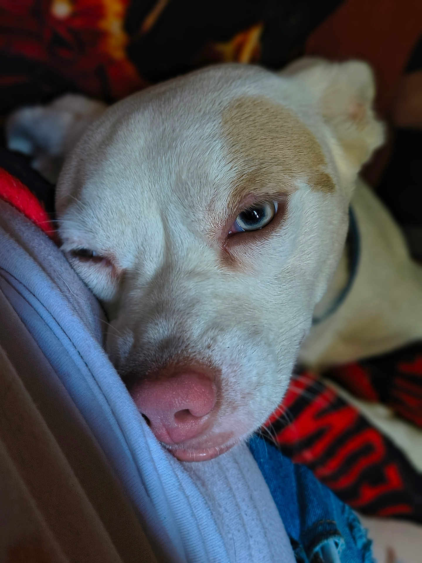 Bella is registered to the contest to win money with this photo: dog, close_up, sleepy, resting, fur, nose, pet, animal, soft_texture, relaxed, indoor, collar, face, whiskers, blue_eye, light, shadow, comfort, cuddle, companion