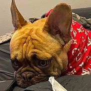Winston joined the competition — help win amazing prizes! animal, bed, black_nose, blanket, canine, close_up, dog, domestic_animal, ears, expression, fabric, face, french_bulldog, fur, indoor, pet, red_shirt, resting, sleepy, wrinkles