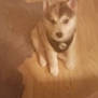 Seven is registered to the contest to win money with this photo: dog, puppy, husky, pet, indoor, hardwood_floor, sitting, blur, out_of_focus, collar, ears, eyes, cute, small, floor, portrait, brown, white, fur, shadow