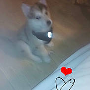 Seven is registered to the contest to win money with this photo: dog, puppy, sitting, blurred, indoor, wooden_floor, collar, flash_reflection, toy, pink_toy, sticker, heart_sticker, hand_doodle, cute, pet, low_light, hallway, collar_tag, floor, adorable