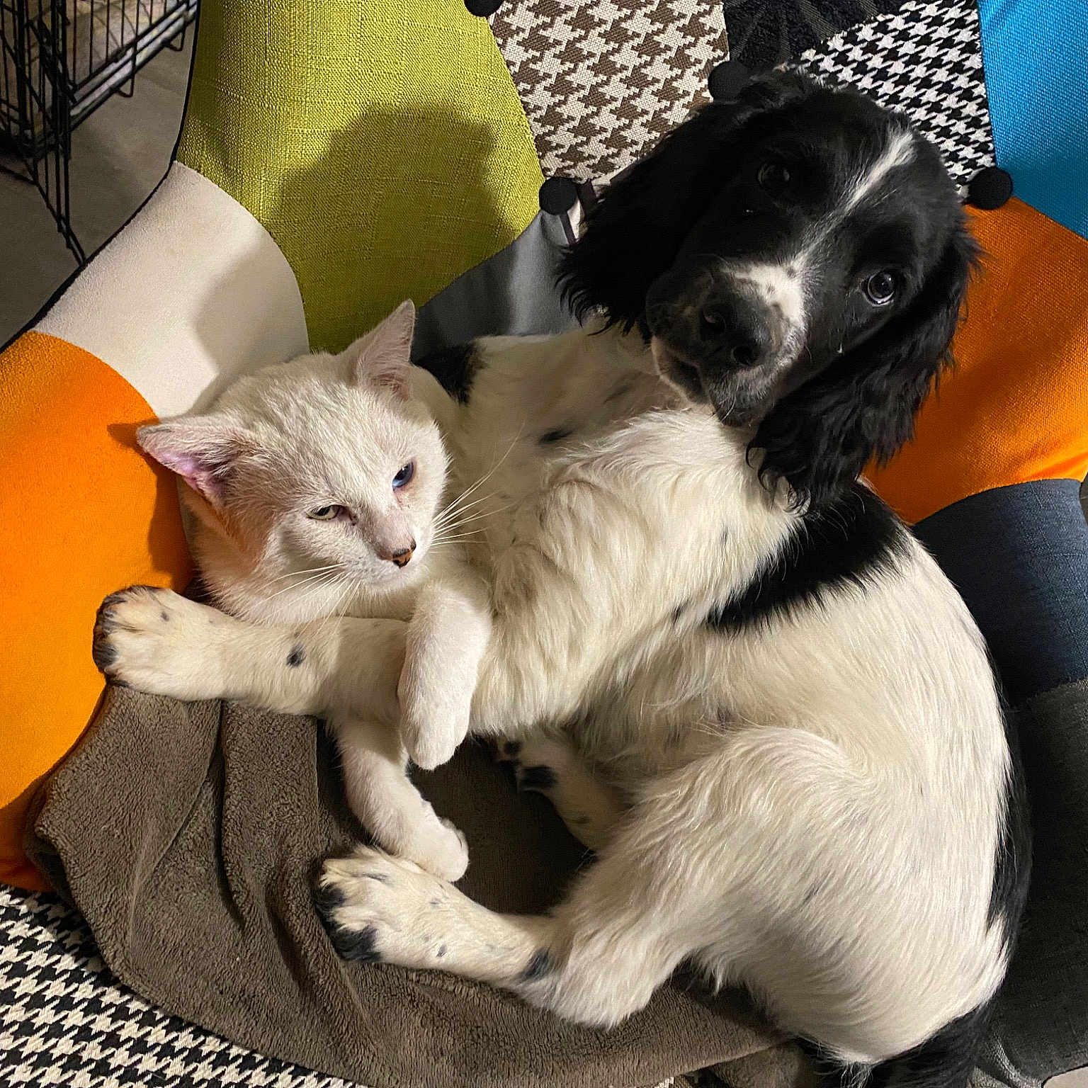Tango