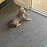 puppy, dog, toy, stuffed_animal, carpet, door, indoor, pet, animal, looking_back, small_dog, brown_fur, curious, playful, floor, open_door, home, cute, young_dog, resting