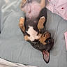 animal, bed, bedding, blanket, cozy, cute, dog, ears, fur, heart_pattern, indoor, lying_down, pet, pillow, puppy, relaxed, resting, sleeping_position, small_dog, young_dog