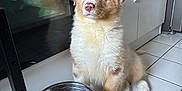 Aiko participe au concours pour gagner de l'argent avec cette photo : blue_eyes, cabinet, curious, dog, domestic, floor_tiles, food_bowl, fur, household, indoor, kitchen, metal_bowl, pet, puppy, reflection, sitting, tiled_floor, water_bowl, white_paws, young_dog