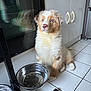 puppy, dog, blue_eyes, kitchen, tiled_floor, metal_bowl, water_bowl, food_bowl, reflection, cabinet, pet, young_dog, indoor, floor_tiles, white_paws, curious, sitting, fur, household, domestic