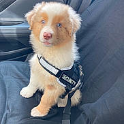 Aiko a rejoint le concours — aidez-le/la à gagner de superbes lots ! puppy, dog, security_harness, blue_eyes, car_seat, fur, pet, animal, cute, fluffy, leash, indoor, transportation, seatbelt, adorable, young_dog, canine, companion, sitting, alert