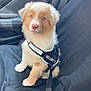 puppy, dog, security_harness, blue_eyes, car_seat, fur, pet, animal, cute, fluffy, leash, indoor, transportation, seatbelt, adorable, young_dog, canine, companion, sitting, alert