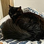Luna a rejoint le concours — aidez-le/la à gagner de superbes lots ! black_cat, cat, pet, animal, feline, curled_up, bed, blanket, indoor, cozy, fur, tail, resting, looking_away, domestic_cat, cute, whiskers, ears, sleepy, soft